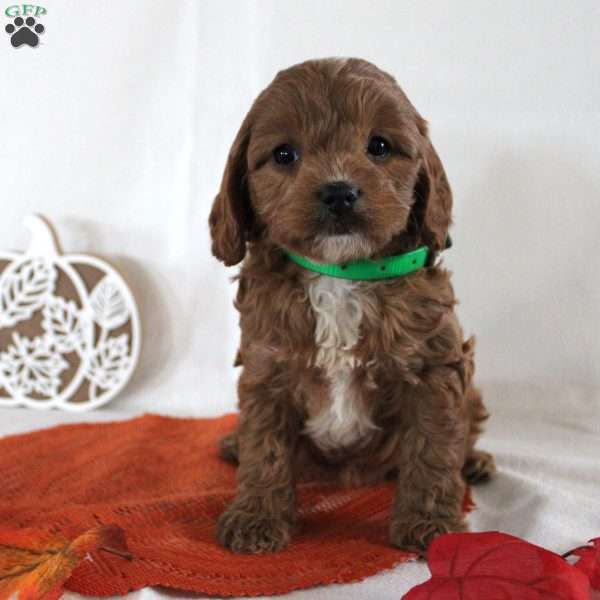 Beauty, Cavapoo Puppy